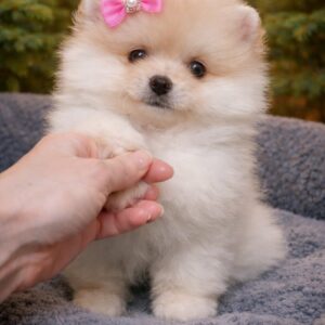 Harmony Pomeranian Harmony Pomeranian