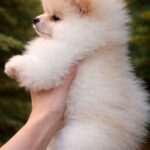 Harmony-female-Pomeranian-puppy-for-sale-2
