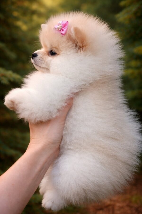 Harmony Pomeranian Harmony Pomeranian