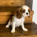 Harvey-male-Cavalier-King-Charles-Spaniel-puppy-for-sale-1