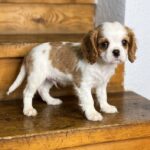 Hector-male-Cavalier-King-Charles-Spaniel-puppy-for-sale-1