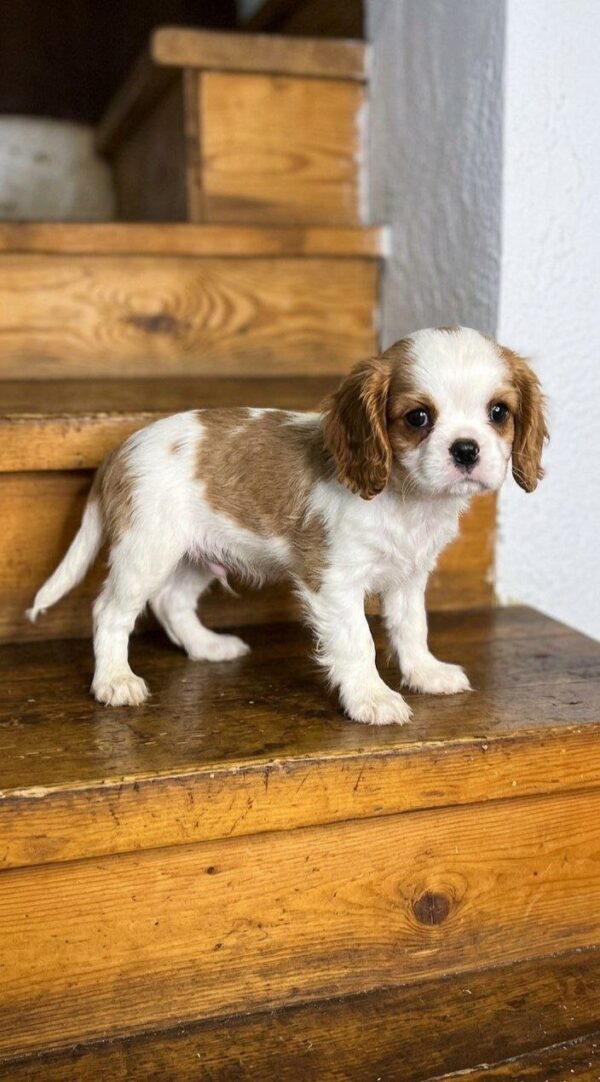 Hector Cavalier King Charles Spaniel Hector Cavalier King Charles Spaniel