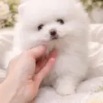 Hendrix-male-Pomeranian-puppy-for-sale-2