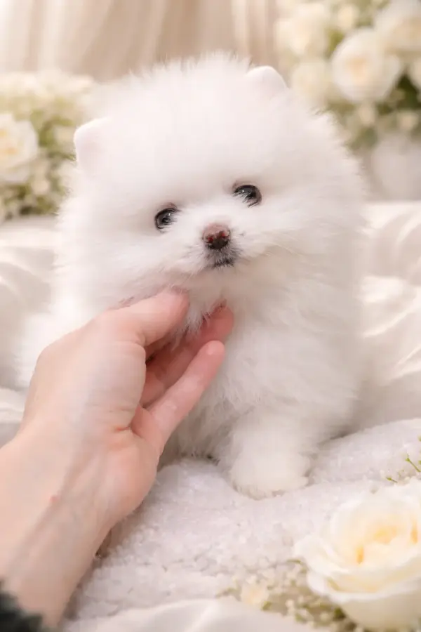 Hendrix Pomeranian Hendrix Pomeranian