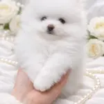 Hendrix-male-Pomeranian-puppy-for-sale-3