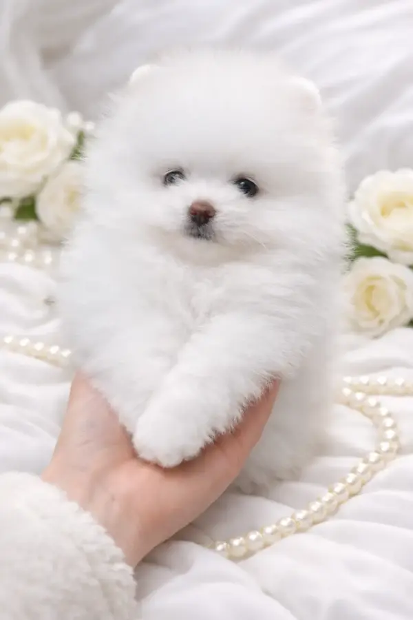 Hendrix Pomeranian Hendrix Pomeranian