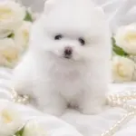 Hendrix-male-Pomeranian-puppy-for-sale-4