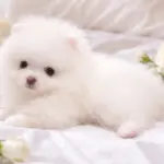 Hendrix-male-Pomeranian-puppy-for-sale-5