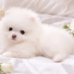 Hendrix Pomeranian Hendrix Pomeranian