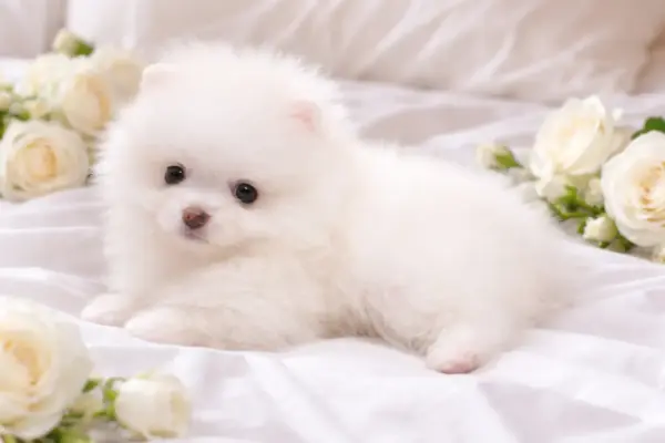 Hendrix Pomeranian Hendrix Pomeranian