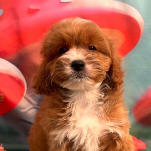 Hero Cavapoo Hero Cavapoo