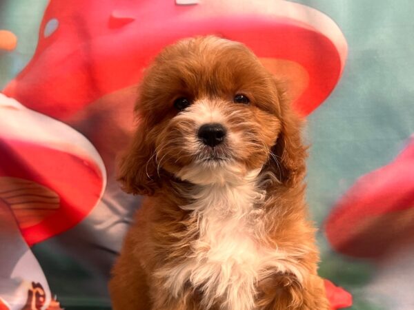 Hero Cavapoo Hero Cavapoo