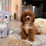 Hero-male-cavapoo-puppy-for-sale- (1)