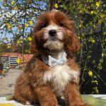Hero-male-cavapoo-puppy-for-sale- (1)