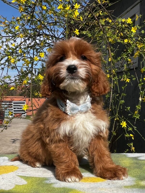Hero Cavapoo Hero Cavapoo