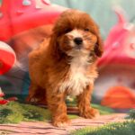 Hero-male-cavapoo-puppy-for-sale- (2)