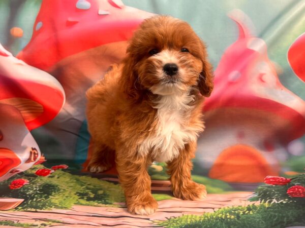 Hero Cavapoo Hero Cavapoo