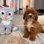 Hero-male-cavapoo-puppy-for-sale- (2)