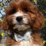 Hero-male-cavapoo-puppy-for-sale- (2)