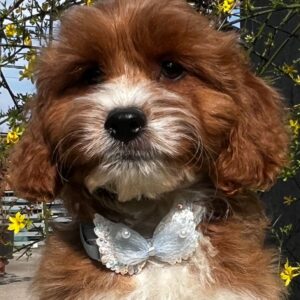 Hero Cavapoo Hero Cavapoo