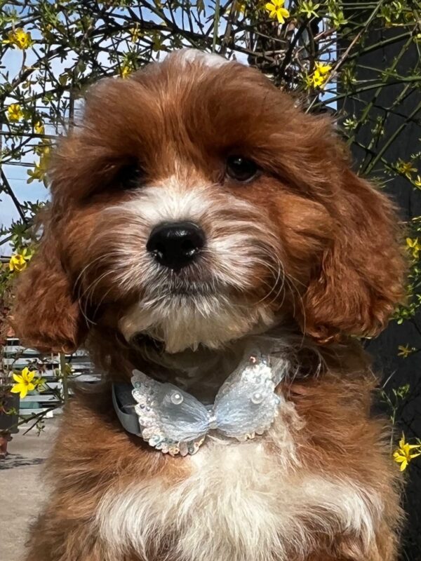 Hero Cavapoo Hero Cavapoo