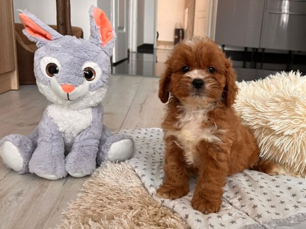 Hero Cavapoo Hero Cavapoo