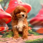Hero-male-cavapoo-puppy-for-sale- (3)