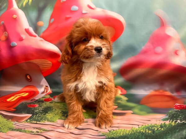 Hero Cavapoo Hero Cavapoo