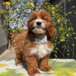 Hero-male-cavapoo-puppy-for-sale- (3)