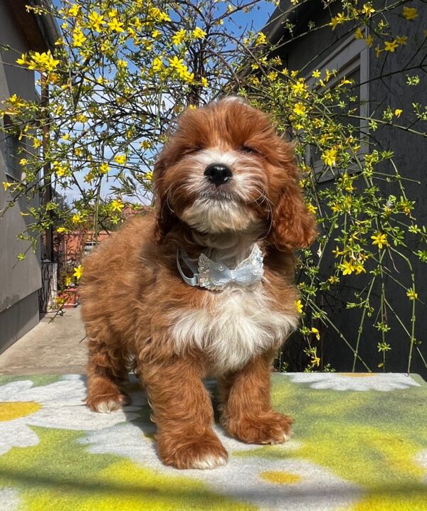 Hero Cavapoo Hero Cavapoo