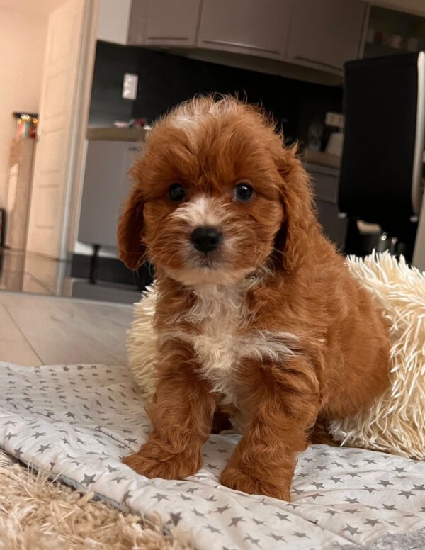 Hero Cavapoo Hero Cavapoo