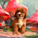 Hero-male-cavapoo-puppy-for-sale- (4)
