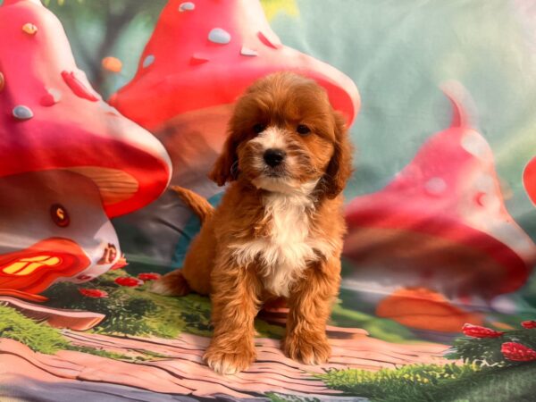 Hero Cavapoo Hero Cavapoo