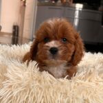 Hero-male-cavapoo-puppy-for-sale- (4)