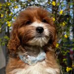 Hero-male-cavapoo-puppy-for-sale- (4)