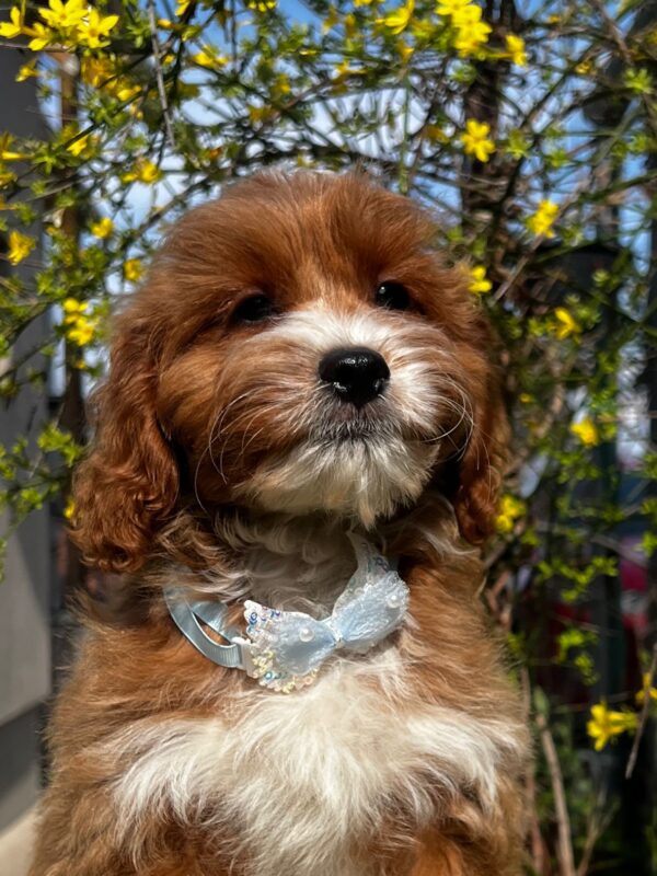 Hero Cavapoo Hero Cavapoo