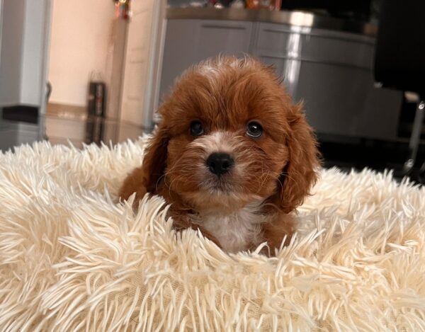 Hero Cavapoo Hero Cavapoo