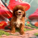 Hero-male-cavapoo-puppy-for-sale- (5)