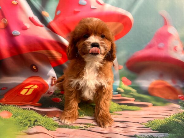 Hero Cavapoo Hero Cavapoo