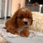 Hero-male-cavapoo-puppy-for-sale- (5)