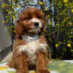 Hero-male-cavapoo-puppy-for-sale- (5)