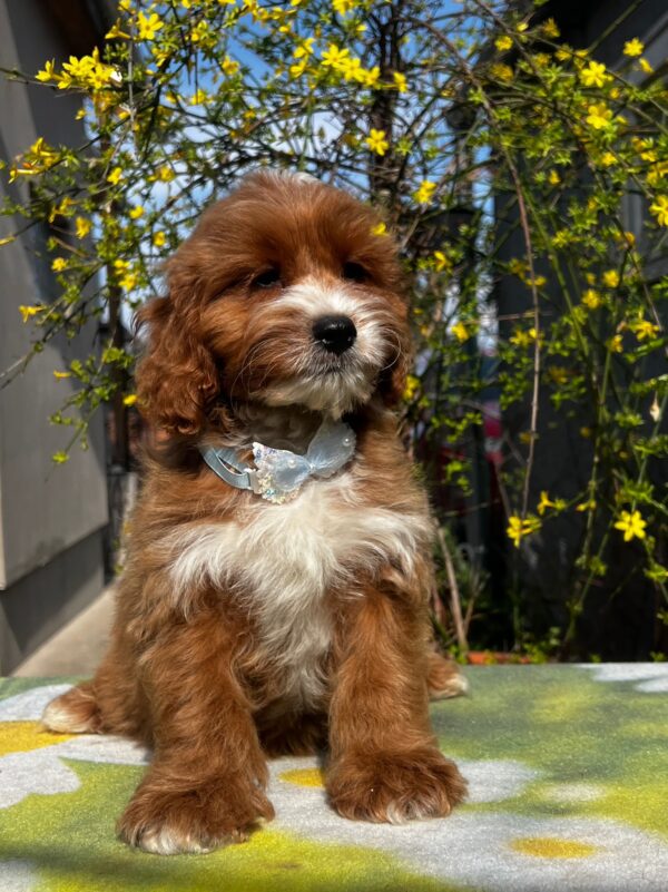 Hero Cavapoo Hero Cavapoo