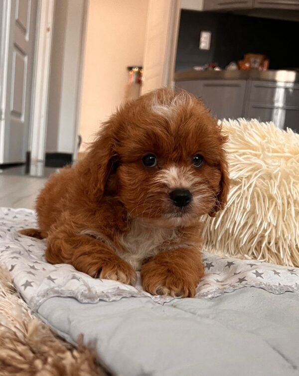 Hero Cavapoo Hero Cavapoo