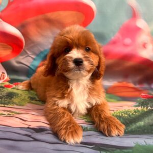 Hero Cavapoo Hero Cavapoo