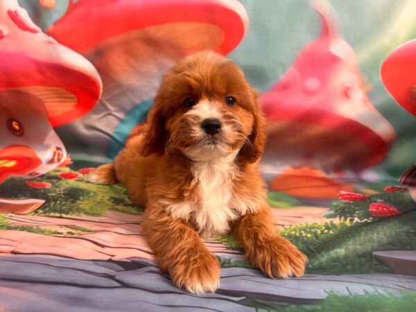 Hero Cavapoo Hero Cavapoo