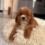 Hero-male-cavapoo-puppy-for-sale- (6)
