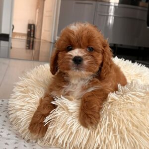 Hero Cavapoo Hero Cavapoo