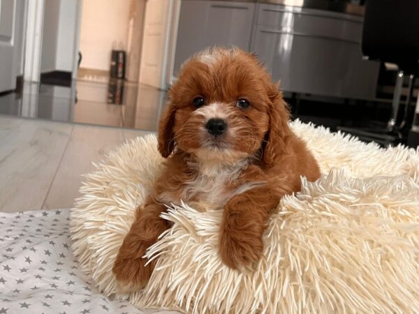 Hero Cavapoo Hero Cavapoo