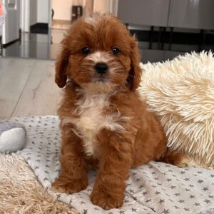Hero Cavapoo Hero Cavapoo