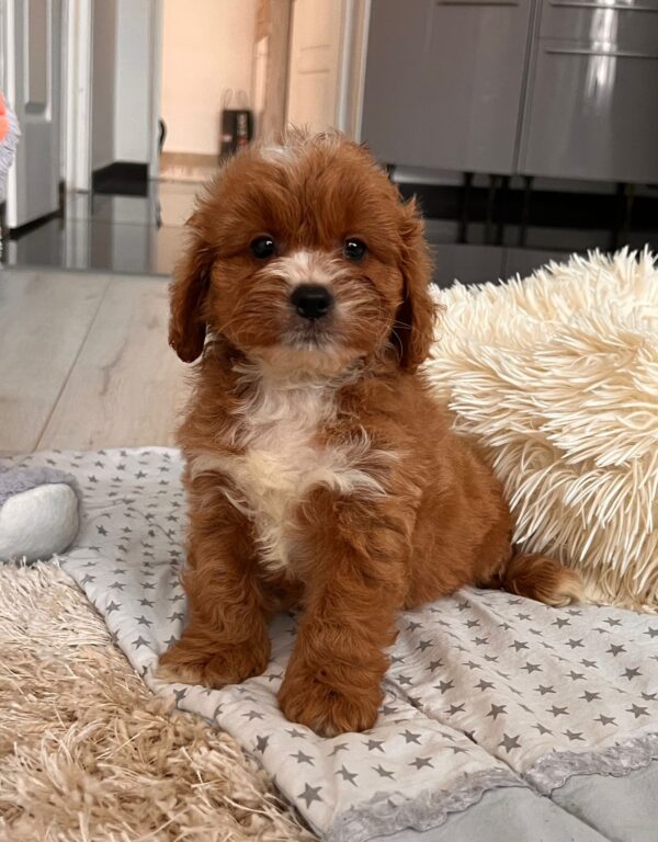 Hero Cavapoo Hero Cavapoo